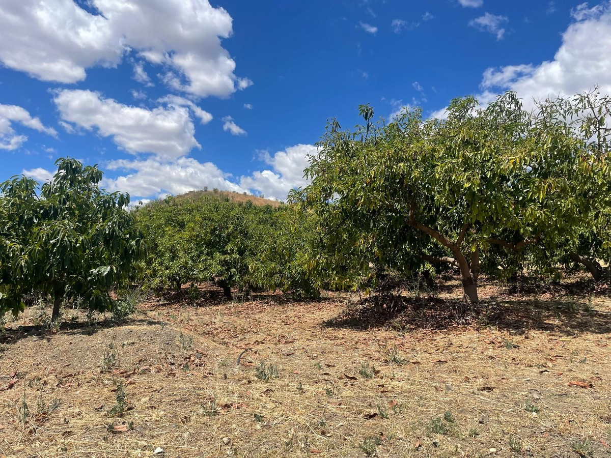 Finca - Cortijo in Carratraca-38