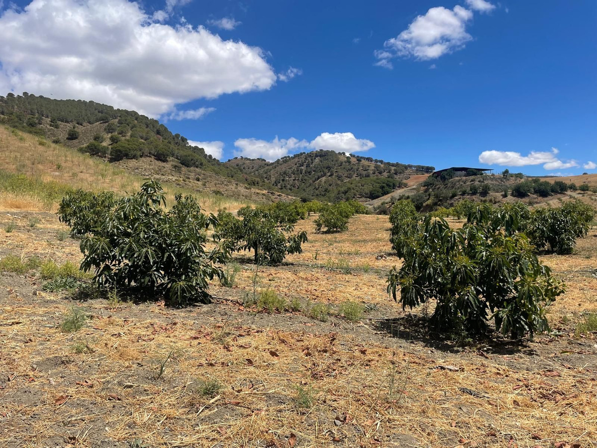 Finca - Cortijo in Carratraca-39