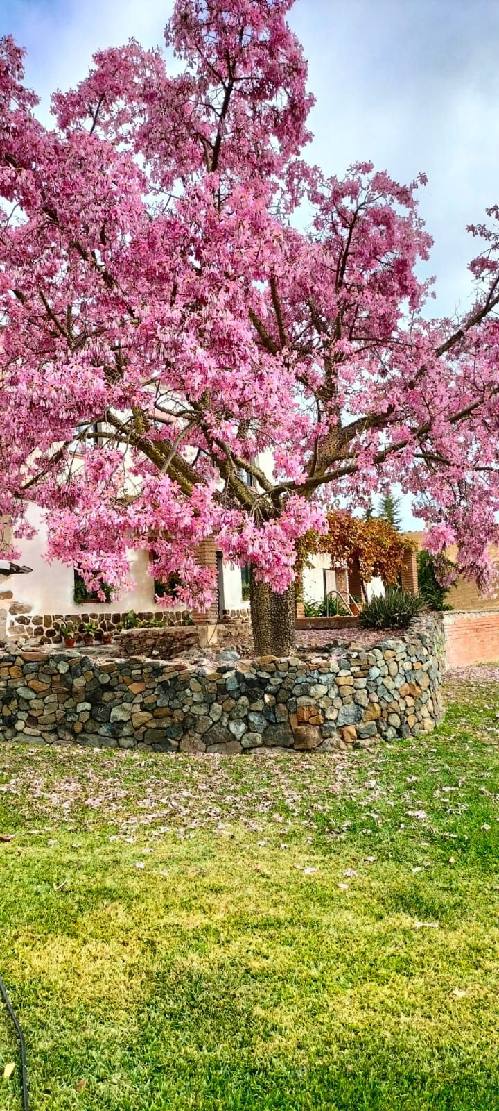 Finca - Cortijo in Carratraca-5