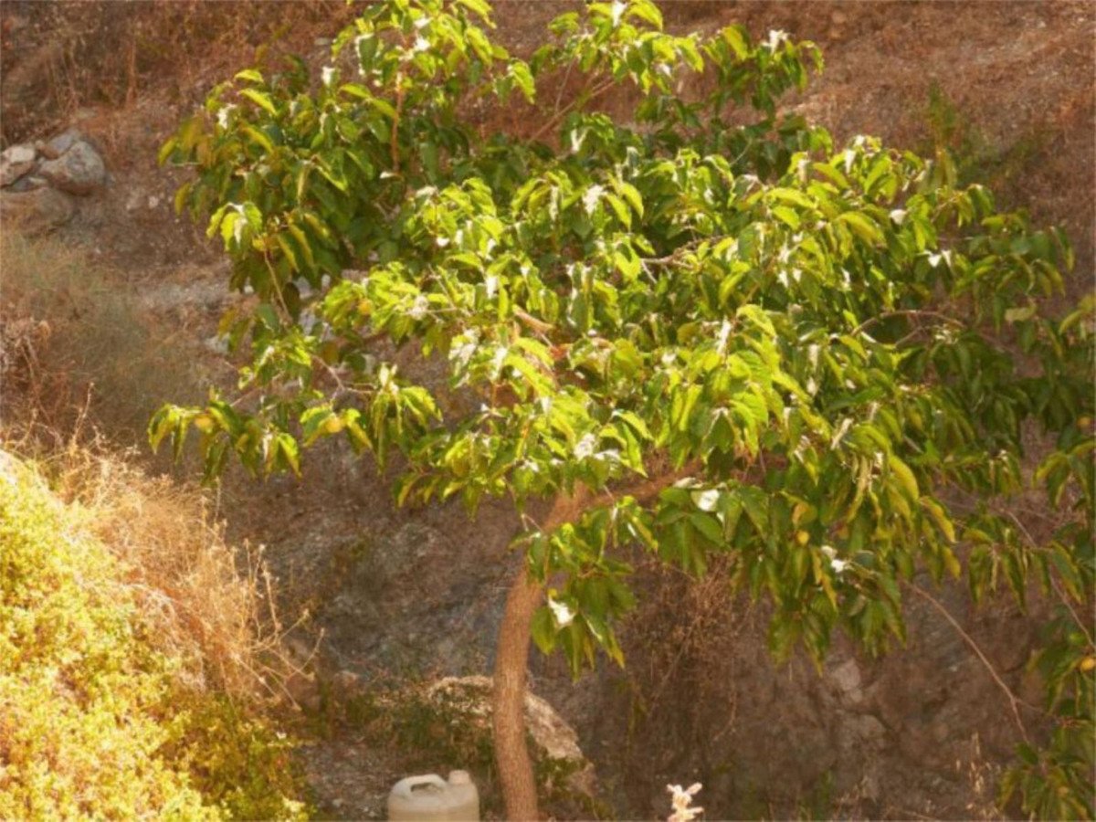 Finca - Cortijo te koop in Casares | 1 slaapkamers H5317441