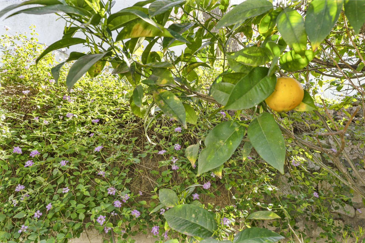 Huis te koop in Cerros del Aguila | 3 slaapkamers H5308018