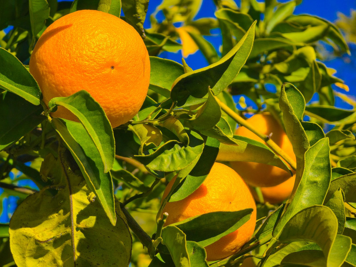 Huis te koop in Cómpeta | 3 slaapkamers H5255752