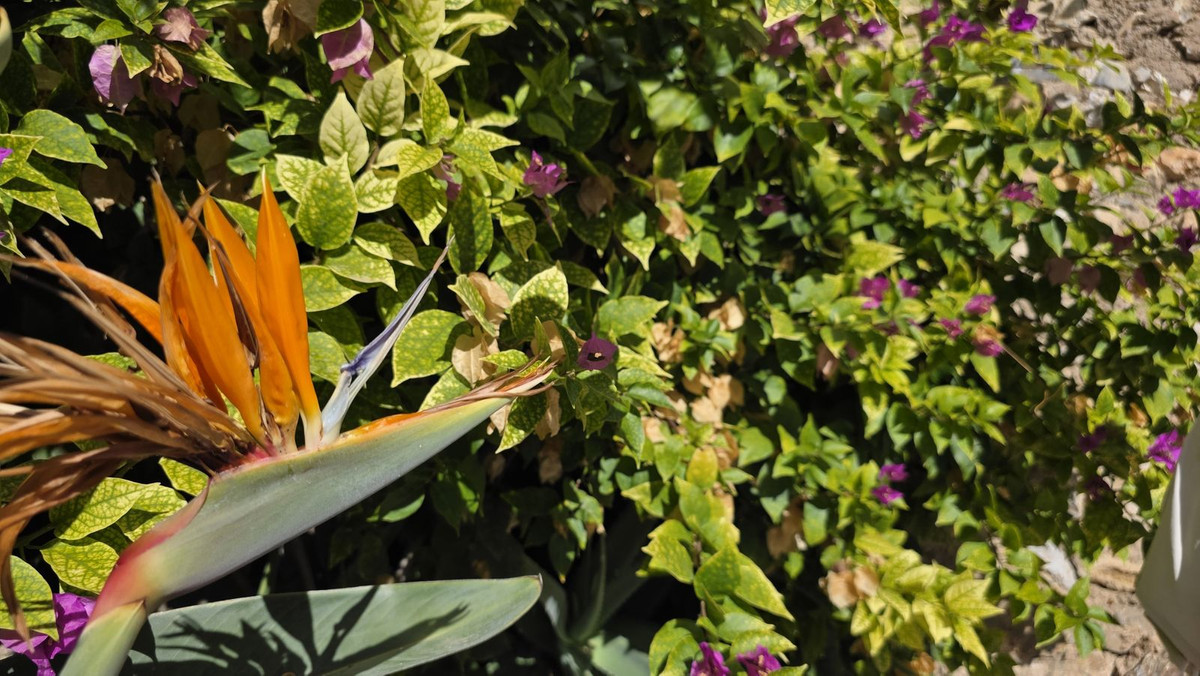 Huis te koop in Cómpeta | 3 slaapkamers H5292772