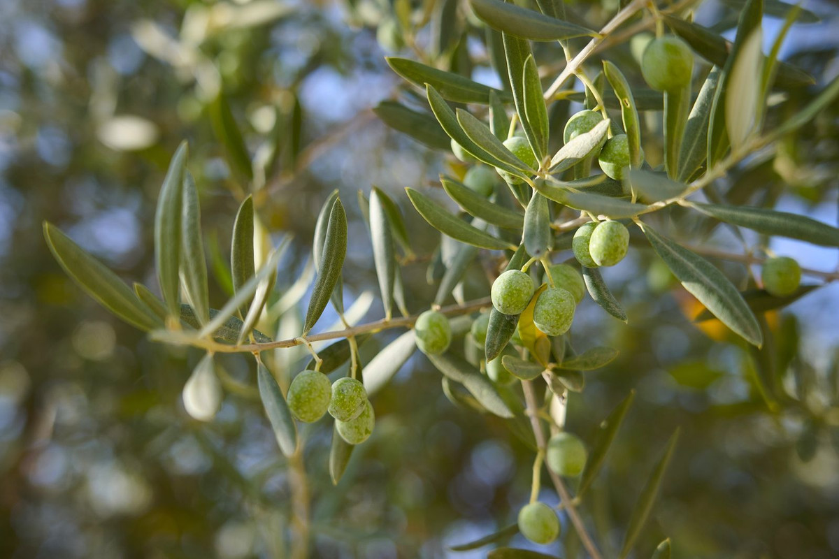 Finca - Cortijo te koop in Comares | 5 slaapkamers H5184568