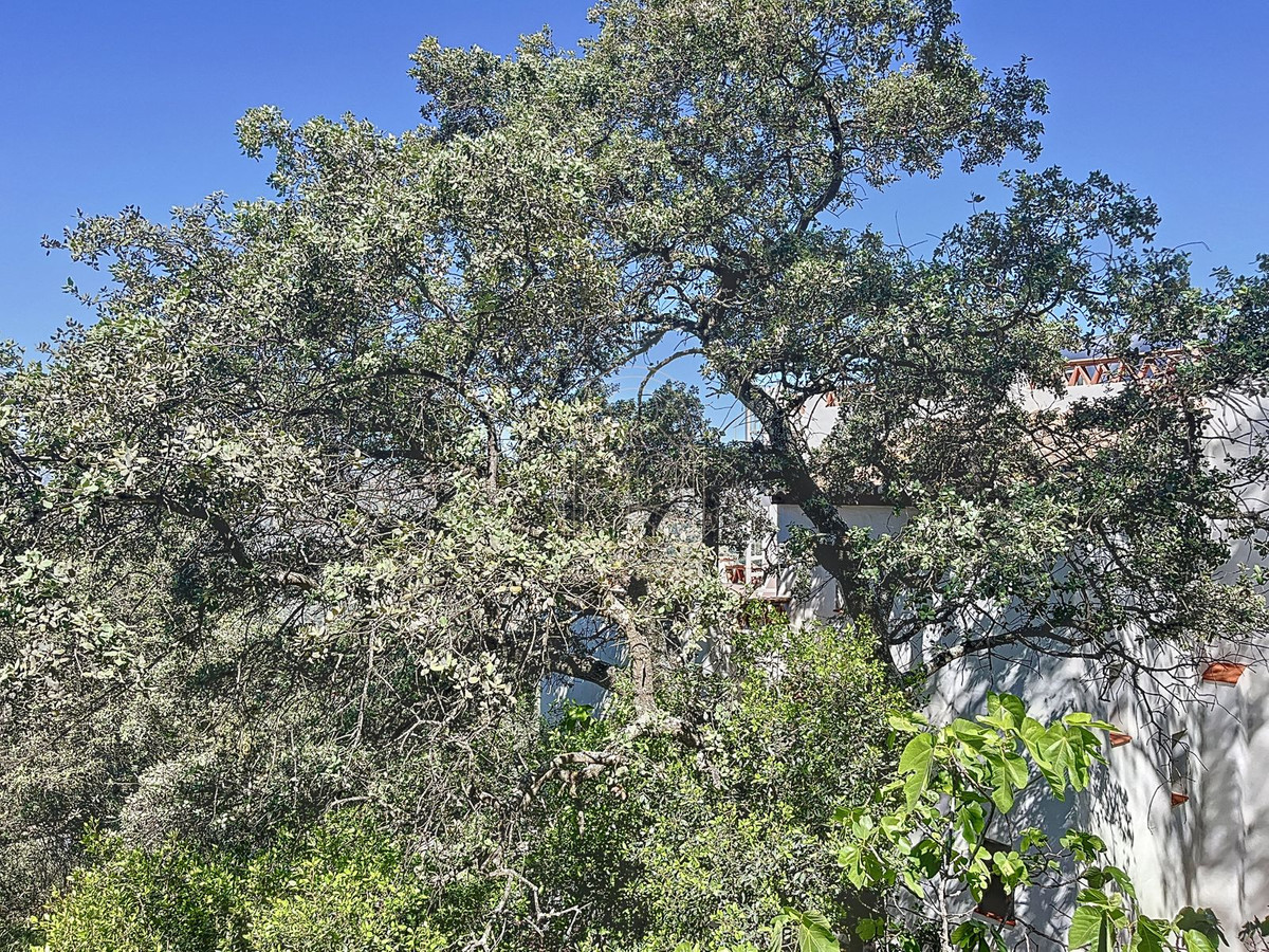 Finca - Cortijo te koop in Comares | 4 slaapkamers H5206006