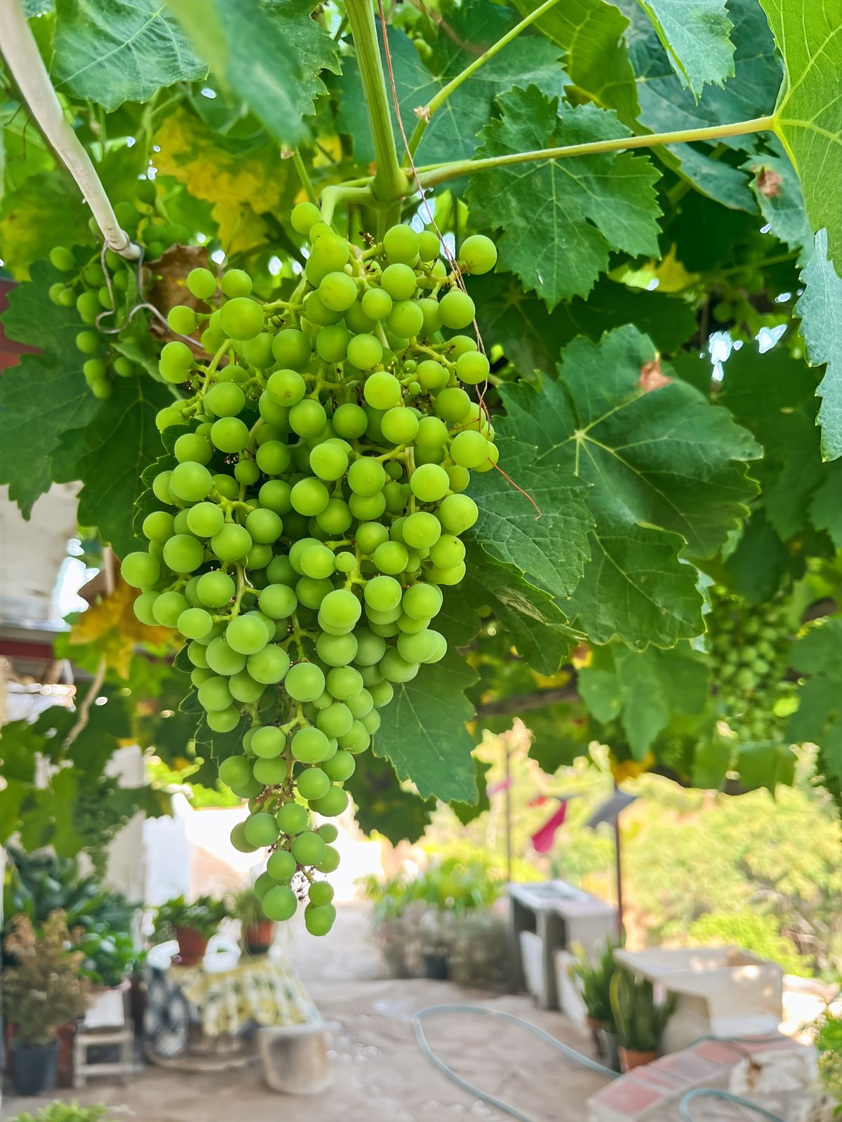 Finca - Cortijo te koop in Comares | 5 slaapkamers H5215210