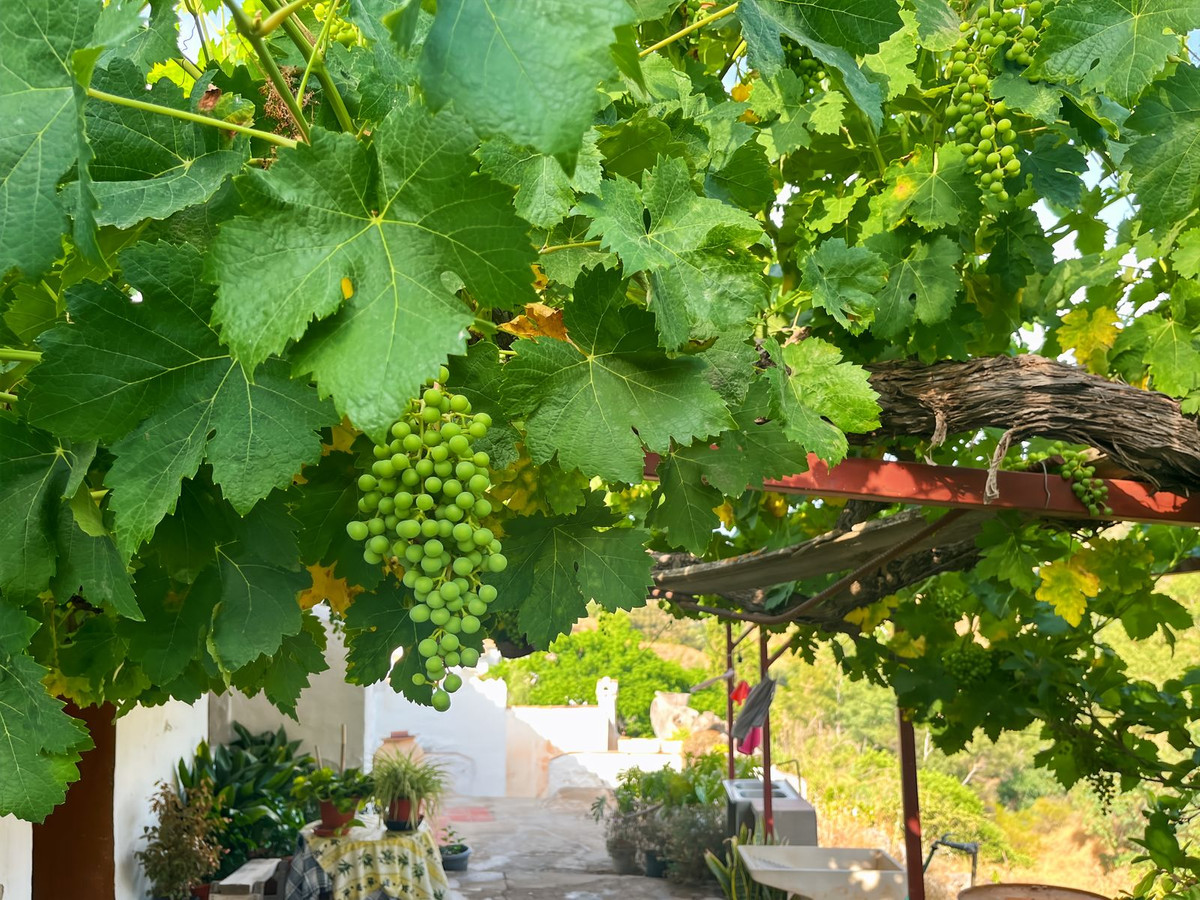 Finca - Cortijo te koop in Comares | 5 slaapkamers H5215210