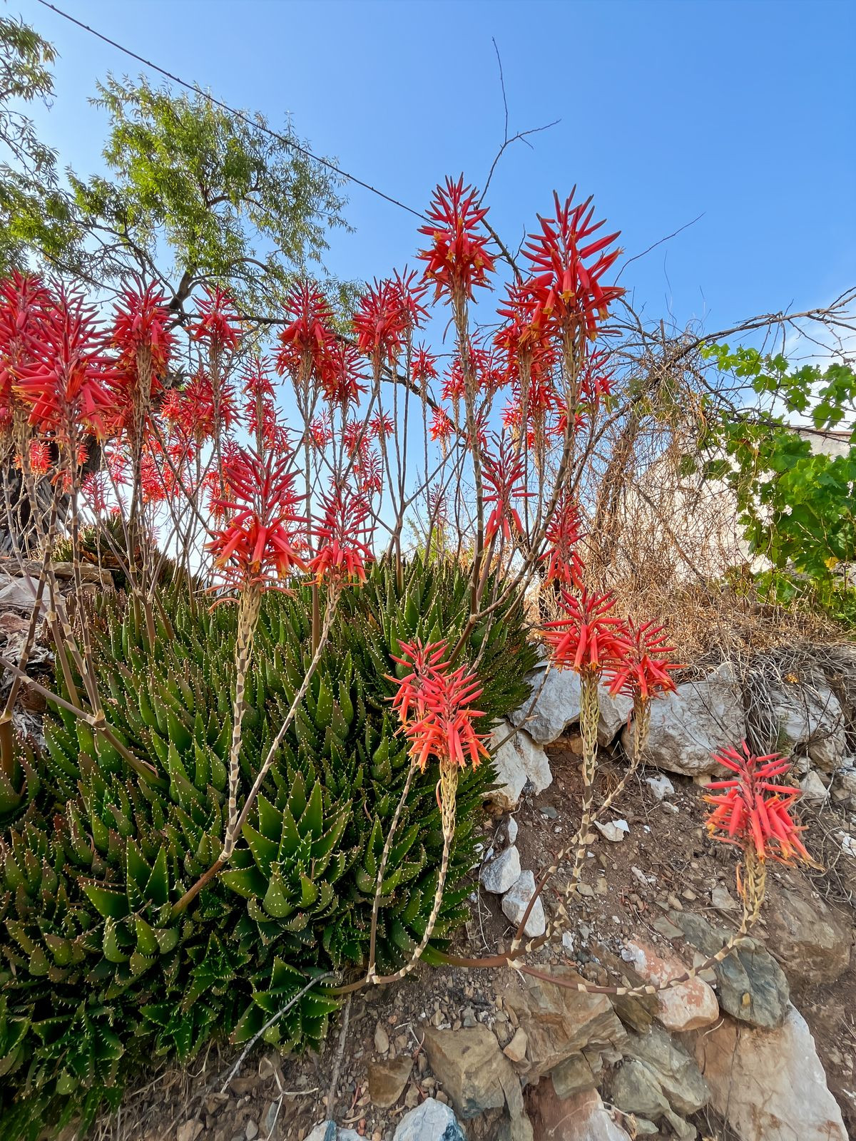 Finca - Cortijo te koop in Comares | 5 slaapkamers H5215210