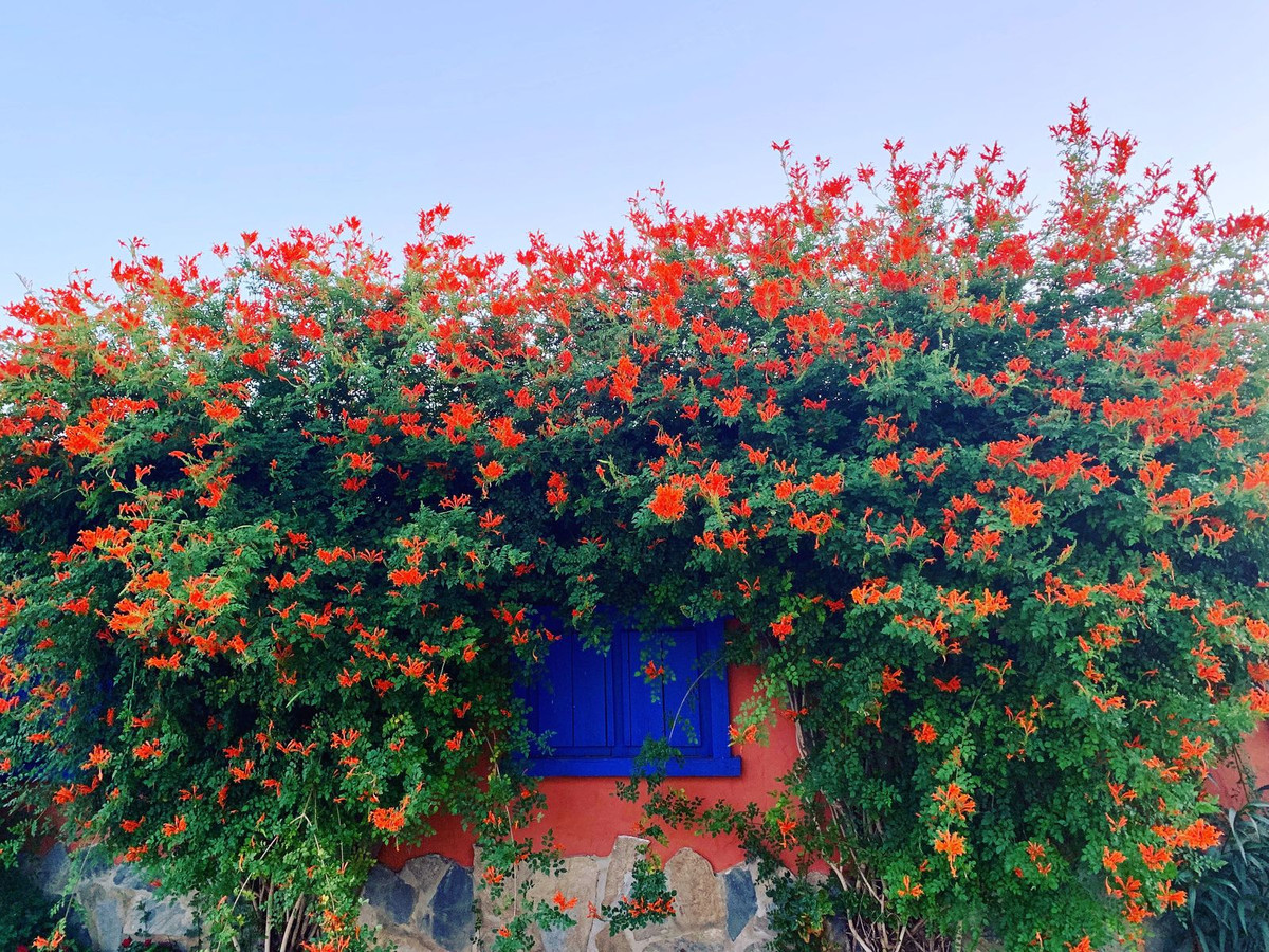 Finca - Cortijo te koop in Coín | 8 slaapkamers H4250125