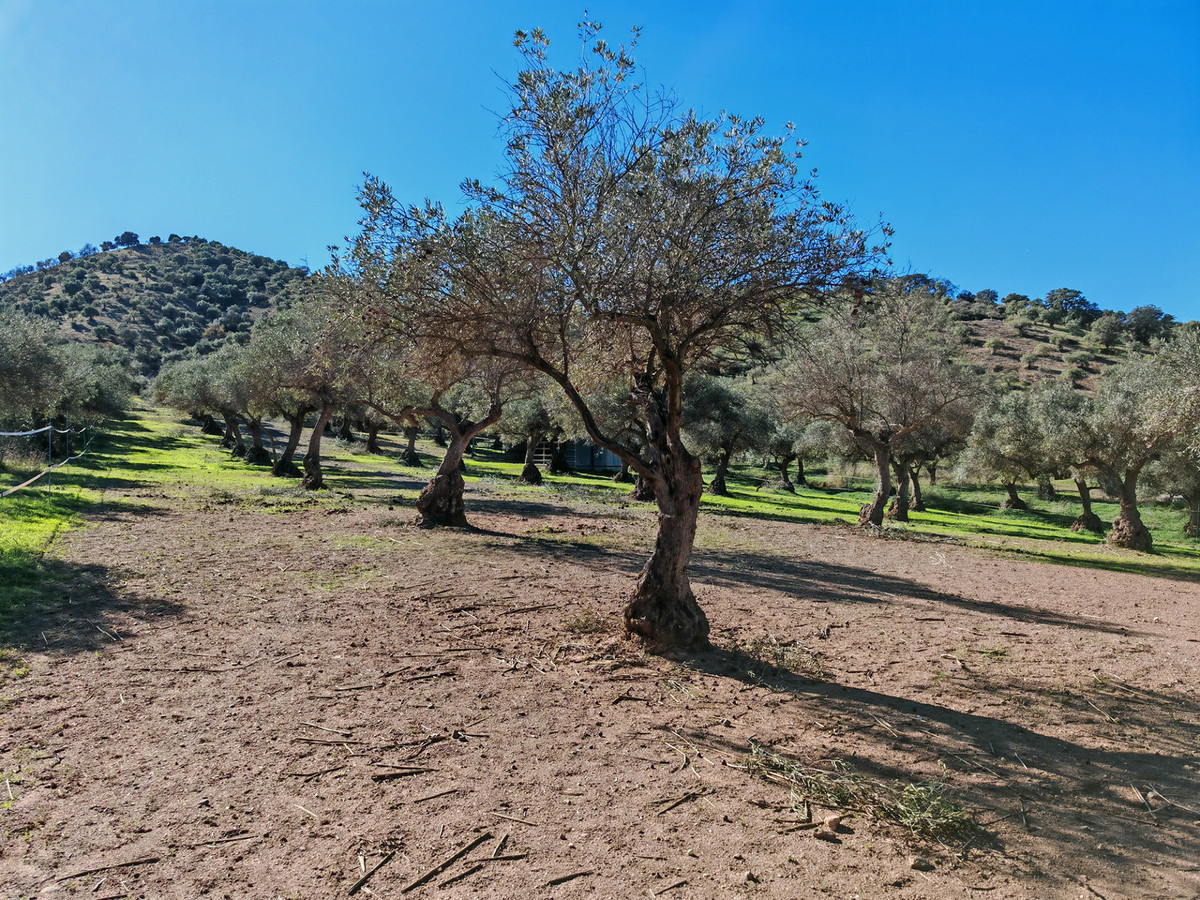 Finca - Cortijo te koop in Coín | 4 slaapkamers H5255134