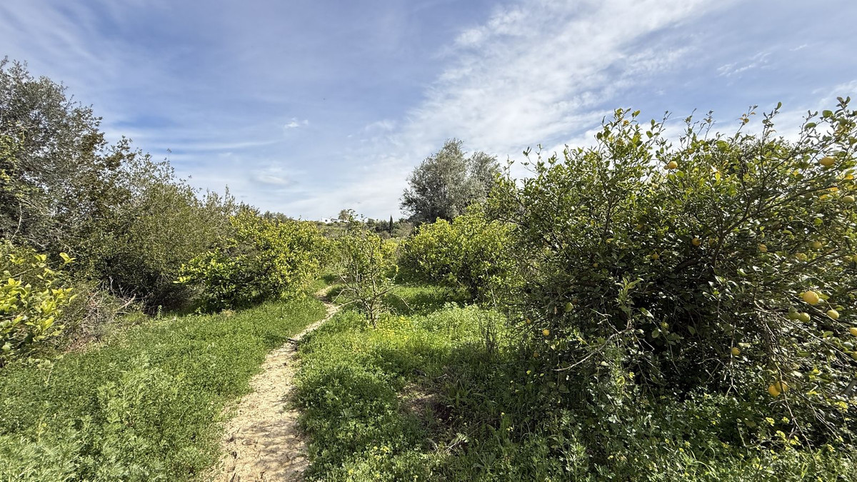 Finca - Cortijo in Cártama-18