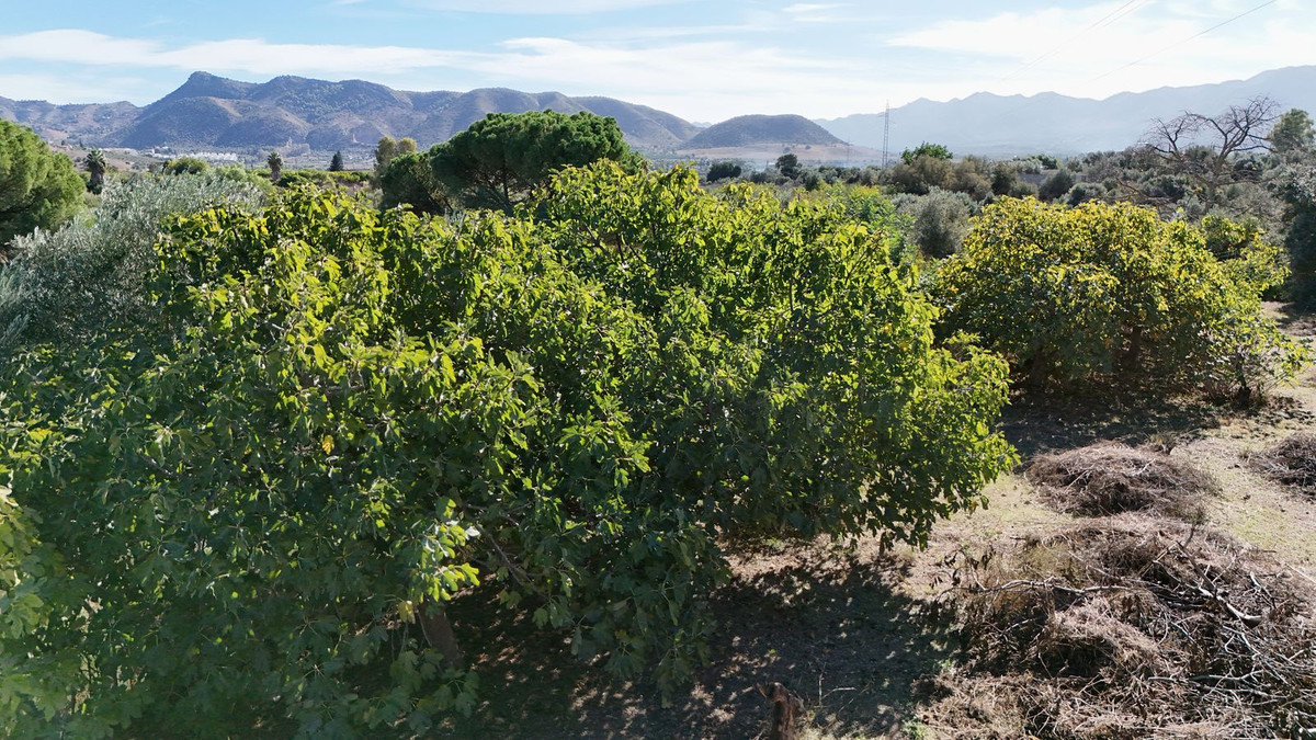 Finca - Cortijo te koop in Cártama | 4 slaapkamers H5218288