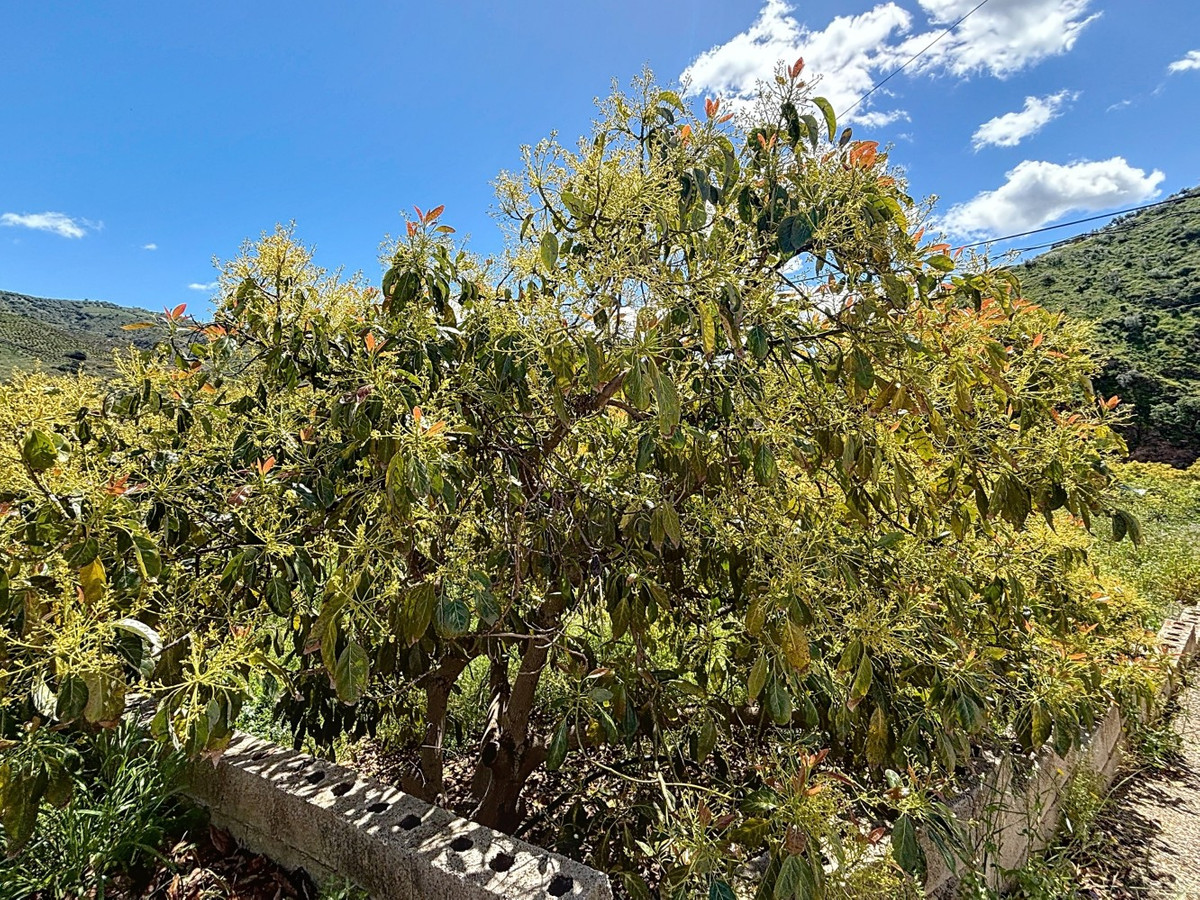 Finca - Cortijo in Cútar-36