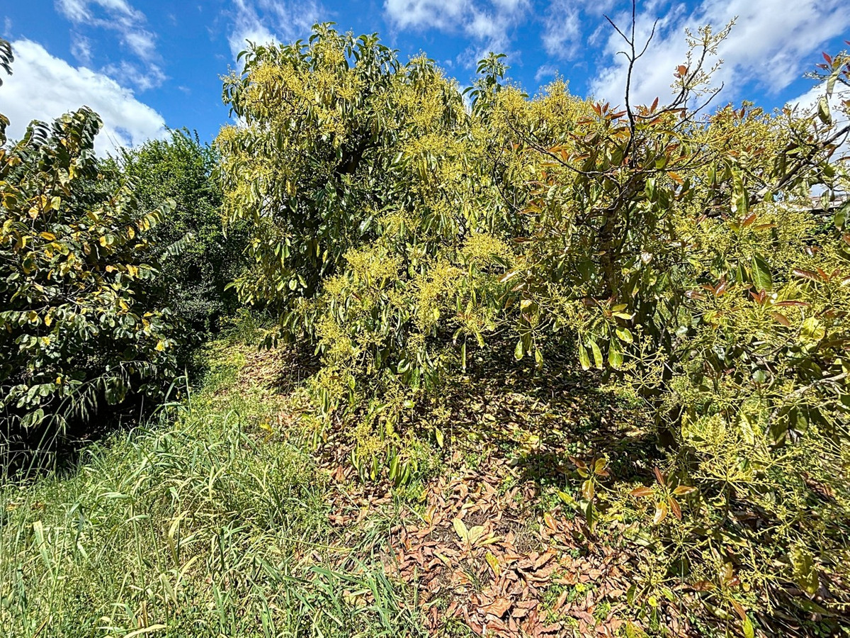 Finca - Cortijo in Cútar-37