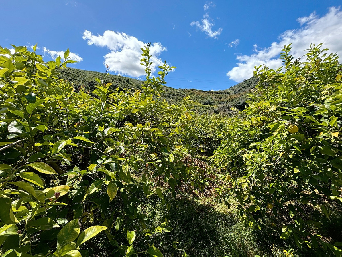 Finca - Cortijo in Cútar-39