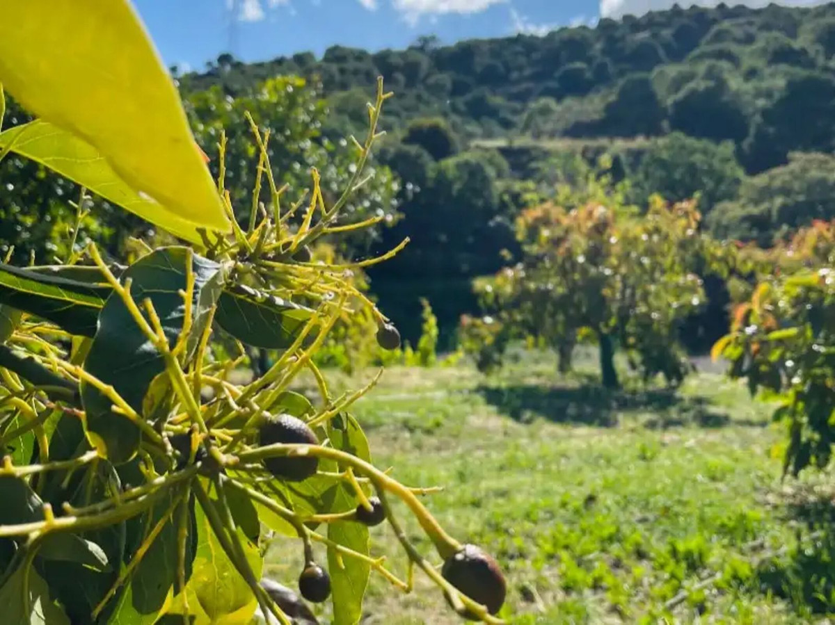 Finca - Cortijo te koop in Estepona | 3 slaapkamers H5459608