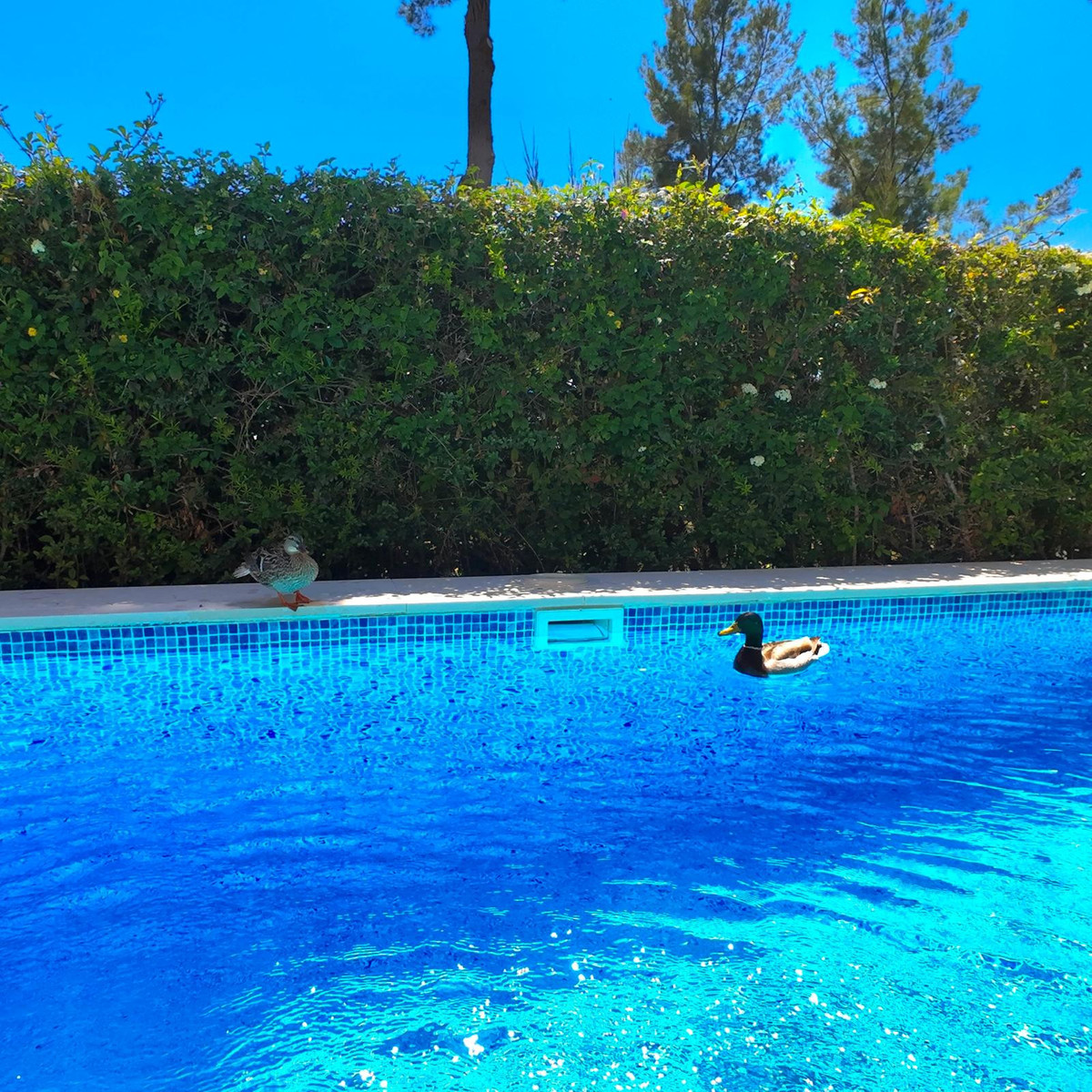 Huis te koop in Estepona | 4 slaapkamers H5492191