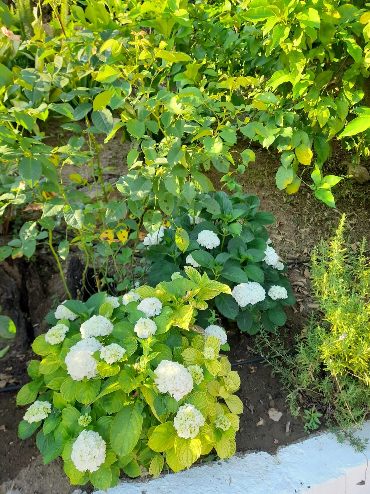 Finca - Cortijo te koop in Guaro | 4 slaapkamers H5245231