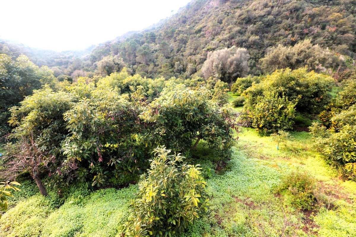 Finca - Cortijo in Istán-17