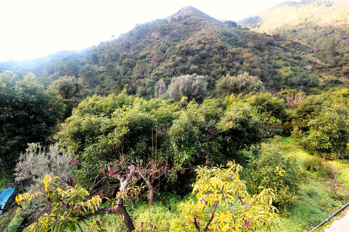 Finca - Cortijo in Istán-19