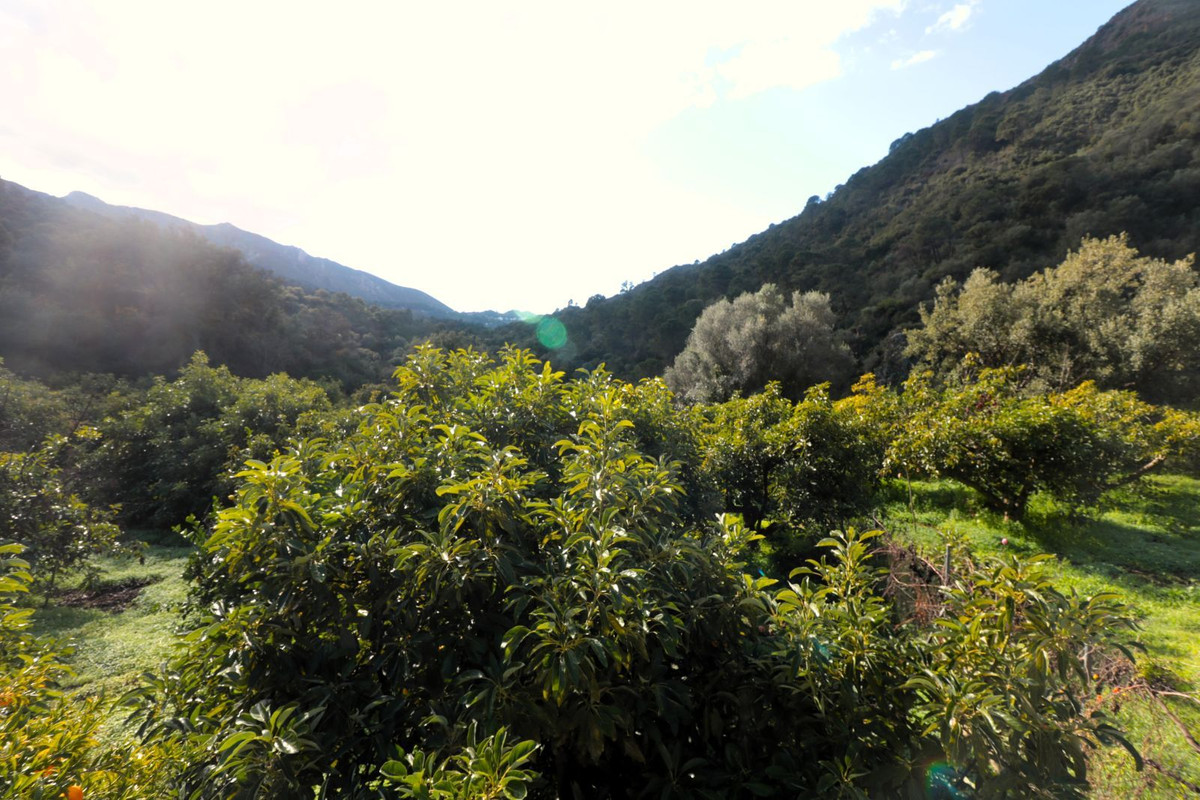 Finca - Cortijo in Istán-24