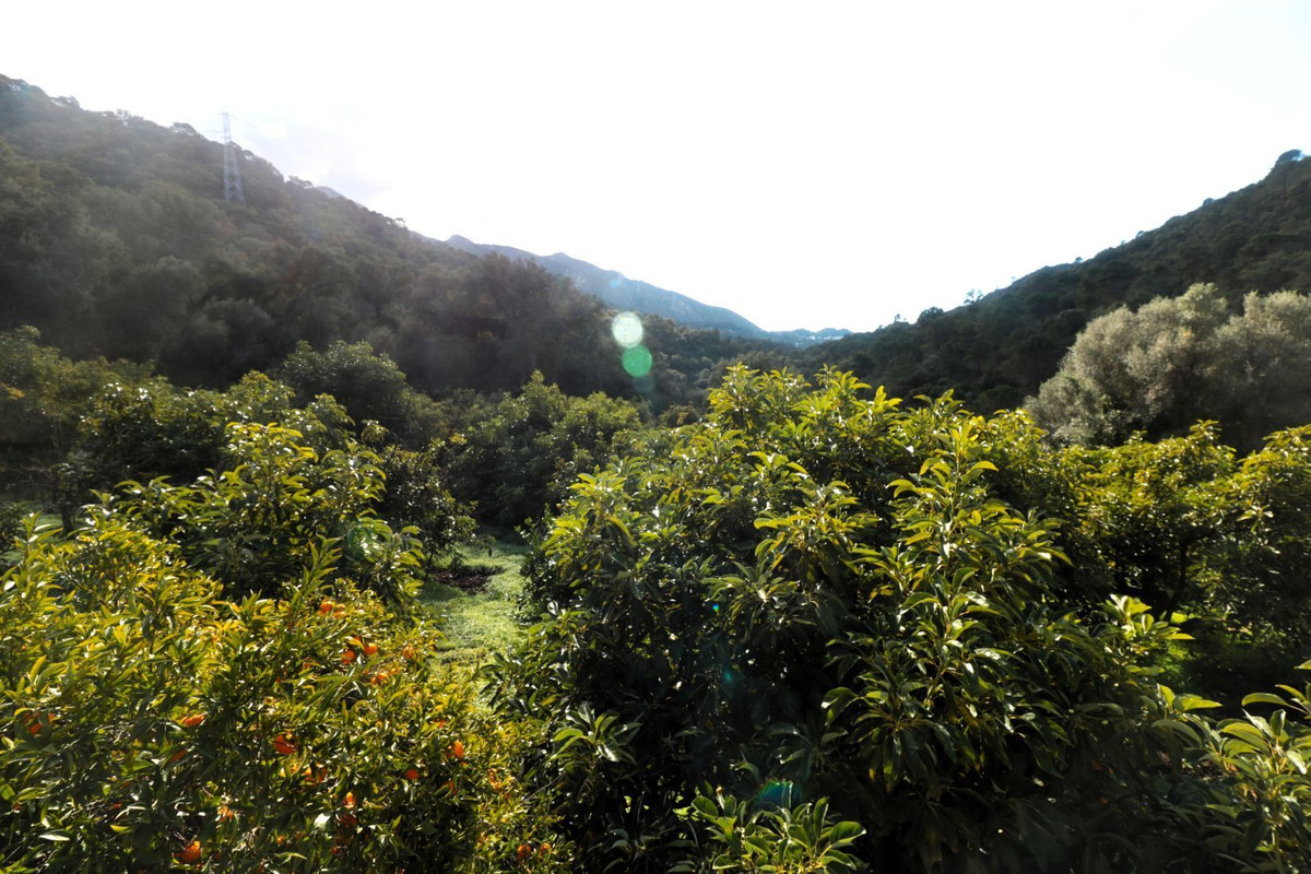 Finca - Cortijo in Istán-27