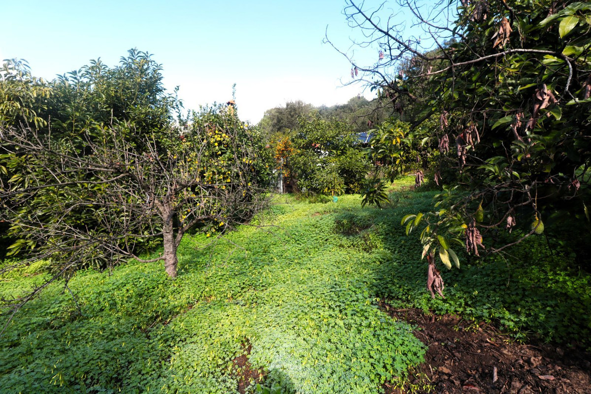 Finca - Cortijo in Istán-29