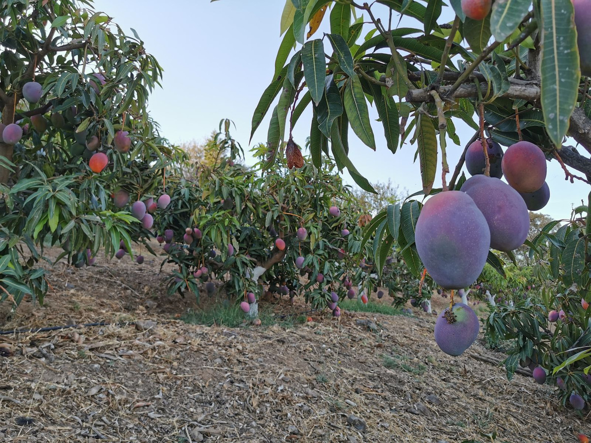 Finca - Cortijo te koop in Mijas | 3 slaapkamers H5149885