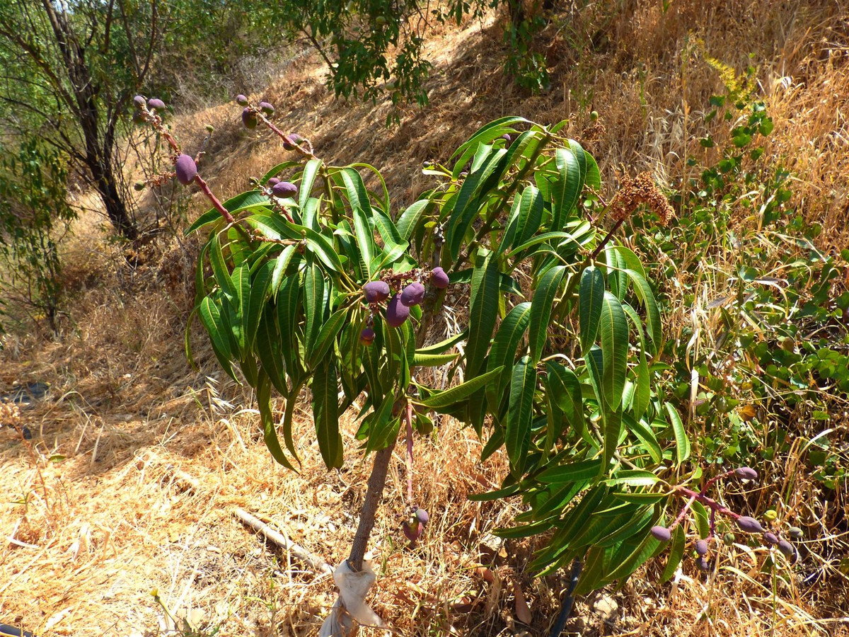 Huis te koop in Mijas Costa | 6 slaapkamers H5306743