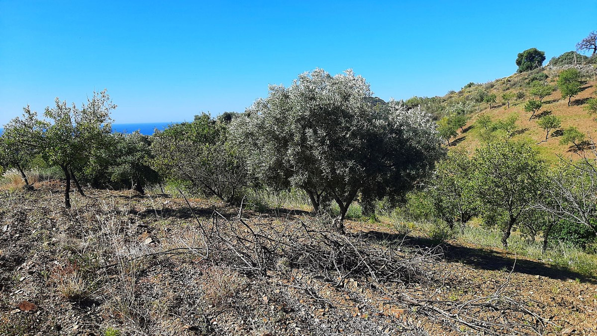 Finca - Cortijo in Málaga Este-10