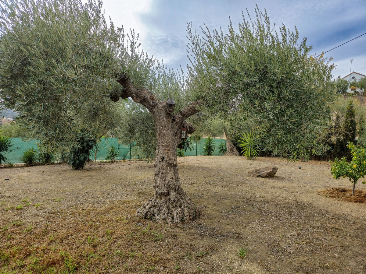 Finca - Cortijo in Monda-33