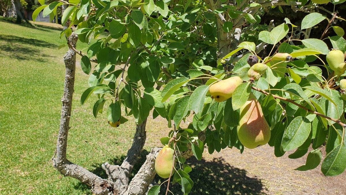 Finca - Cortijo in Monda-1