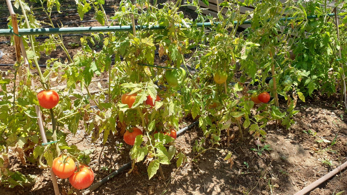 Finca - Cortijo in Monda-2