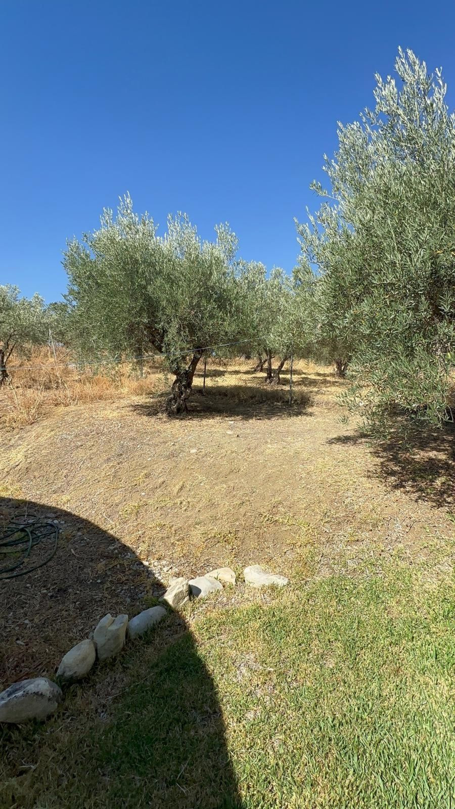 Finca - Cortijo in Monda-10