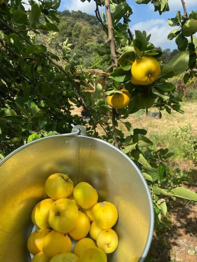 Finca - Cortijo te koop in Monda | 9 slaapkamers H5046922