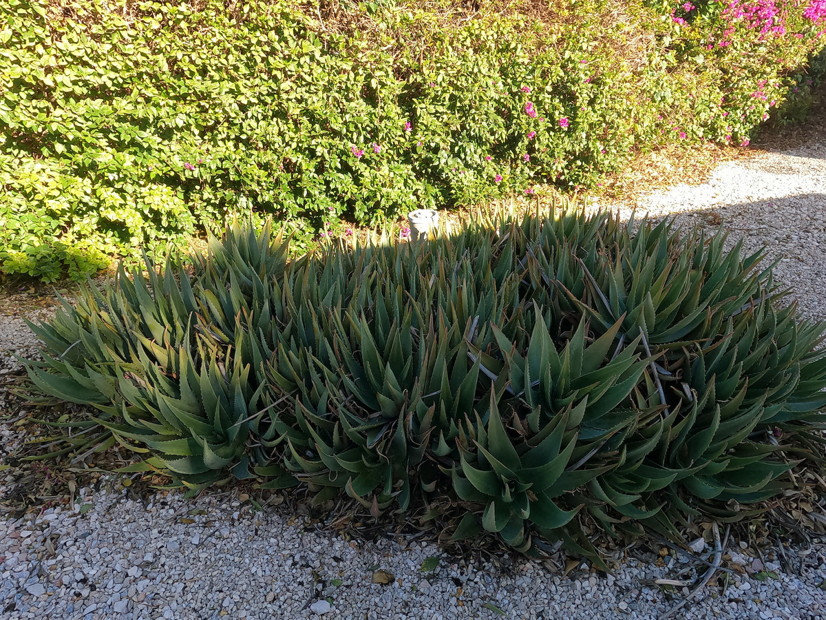 Finca - Cortijo te koop in Orihuela | 3 slaapkamers H5300641