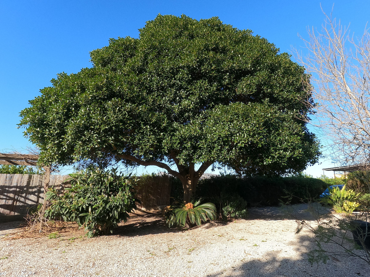 Finca - Cortijo te koop in Orihuela | 3 slaapkamers H5300641