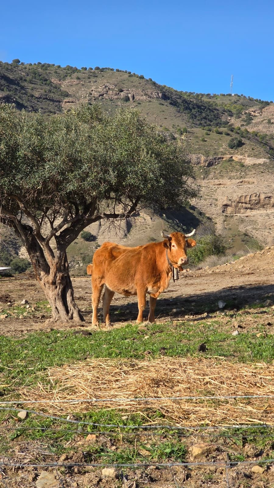 Finca - Cortijo te koop in Pizarra | 5 slaapkamers H5263492