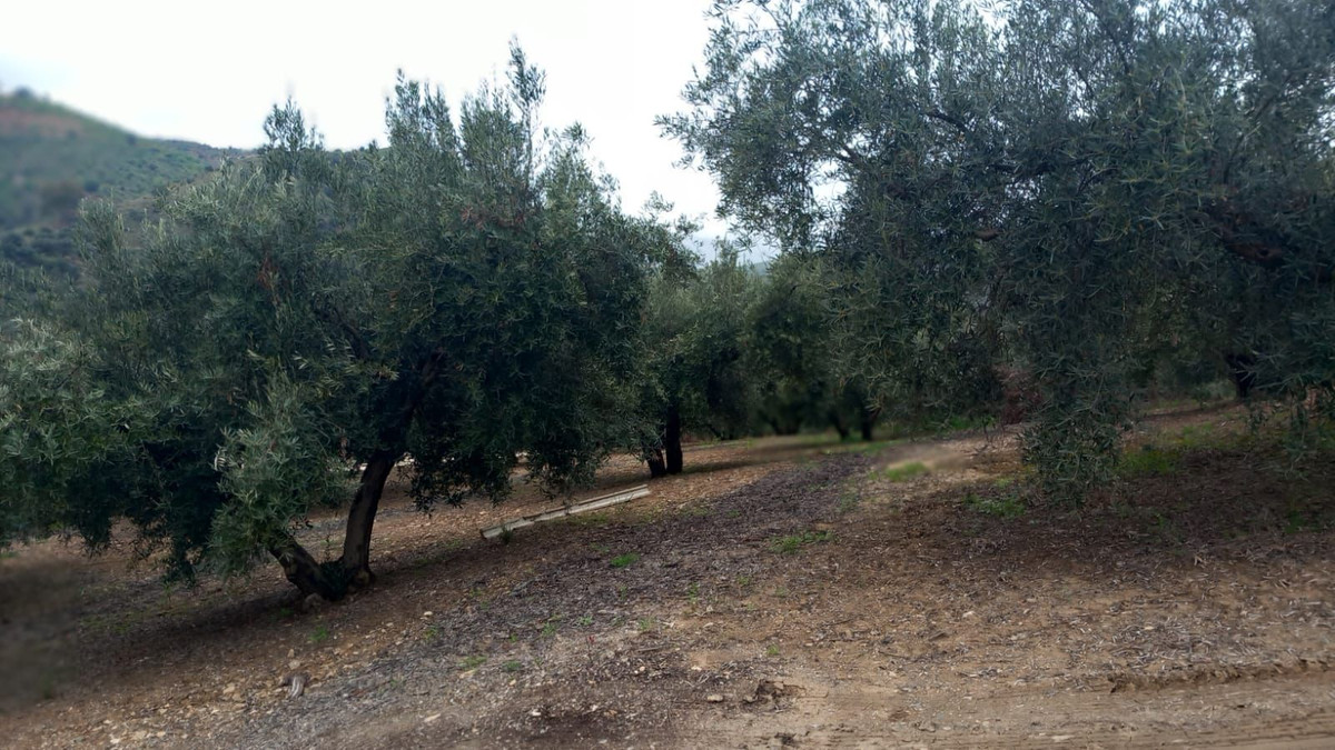 Finca - Cortijo in Riogordo-17