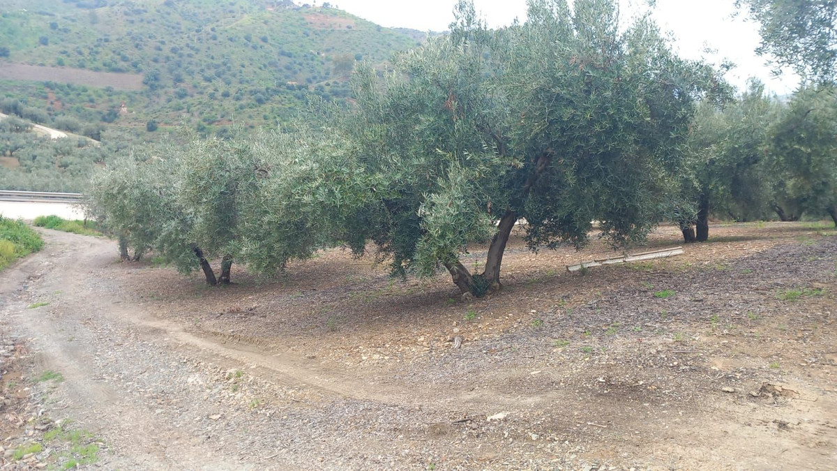Finca - Cortijo in Riogordo-18