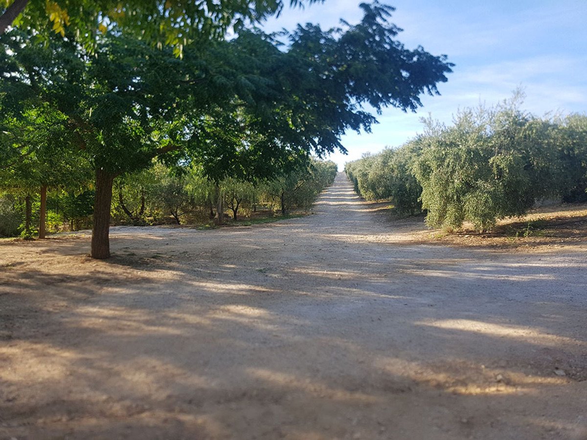 Finca - Cortijo in Ronda-28