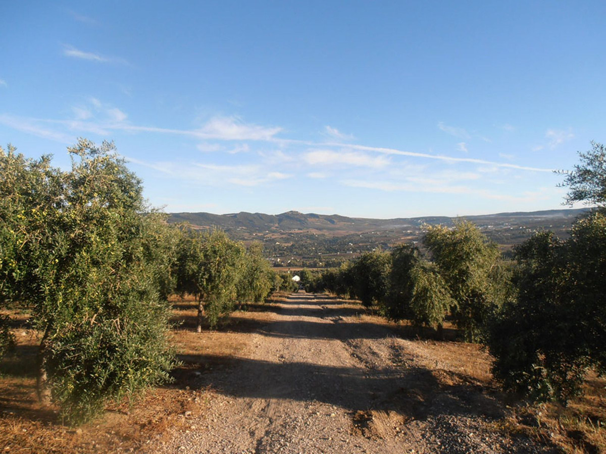 Finca - Cortijo in Ronda-39