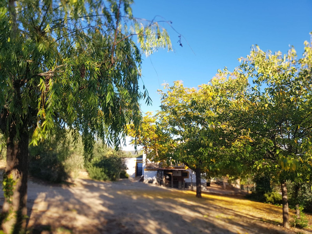 Finca - Cortijo in Ronda-9