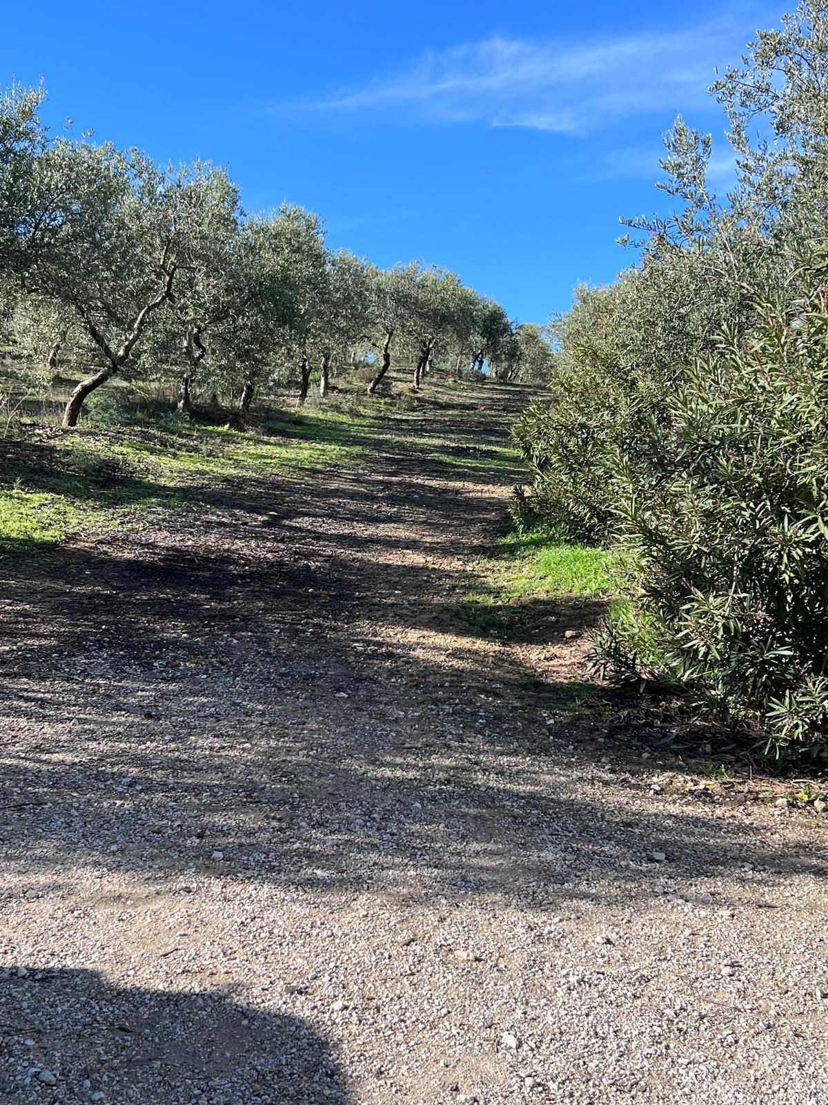 Finca - Cortijo in Ronda-38