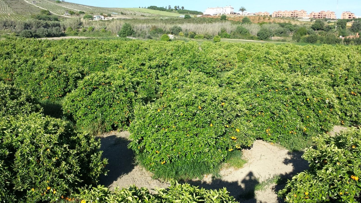Finca - Cortijo in San Luis de Sabinillas-3