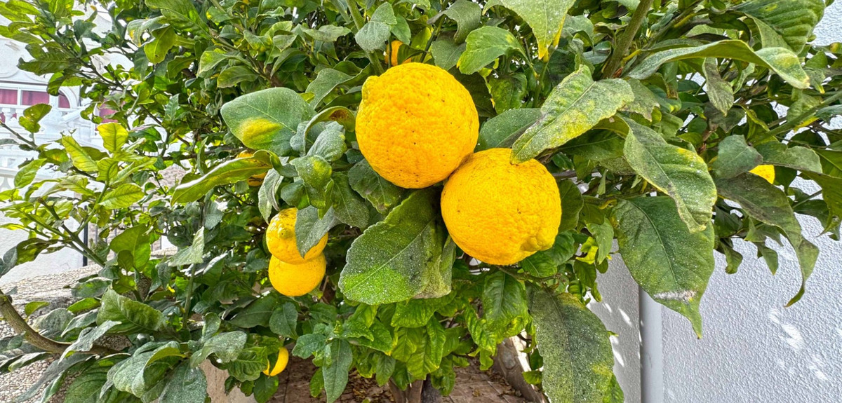 Huis te koop in San Miguel de Salinas | 2 slaapkamers H5307199