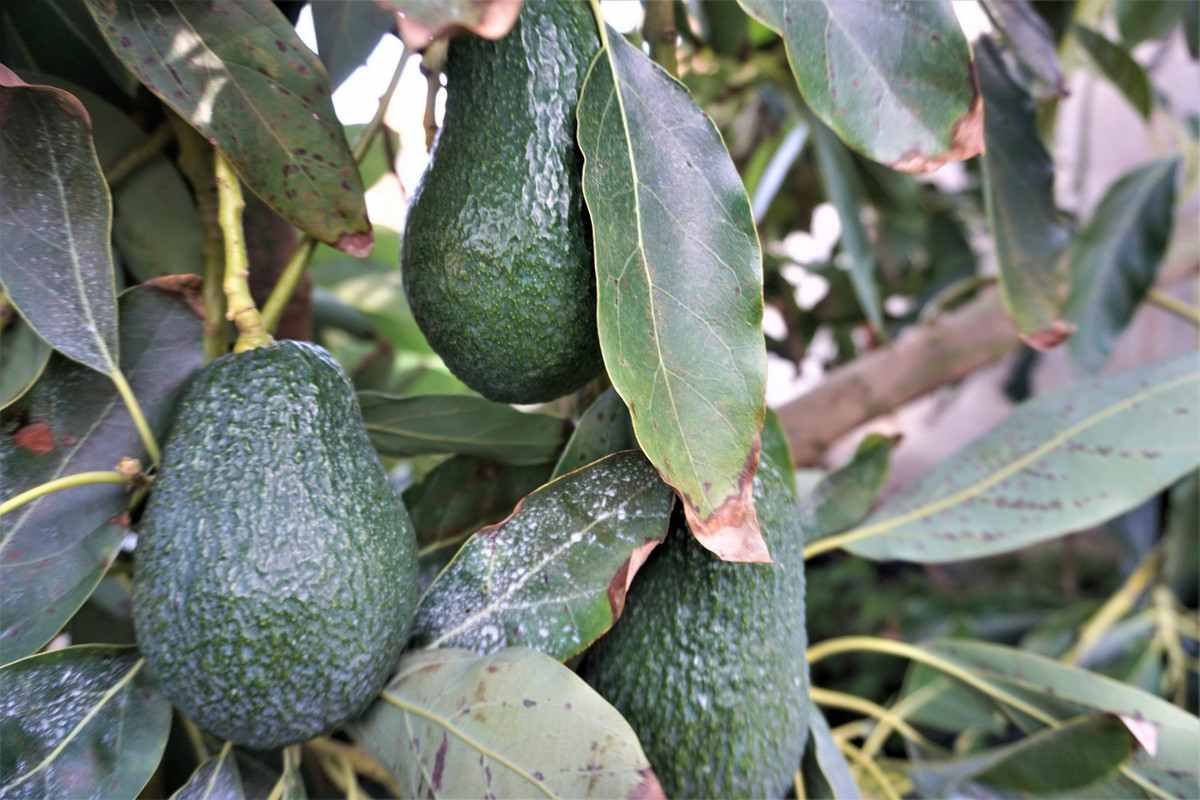 Property main view 44