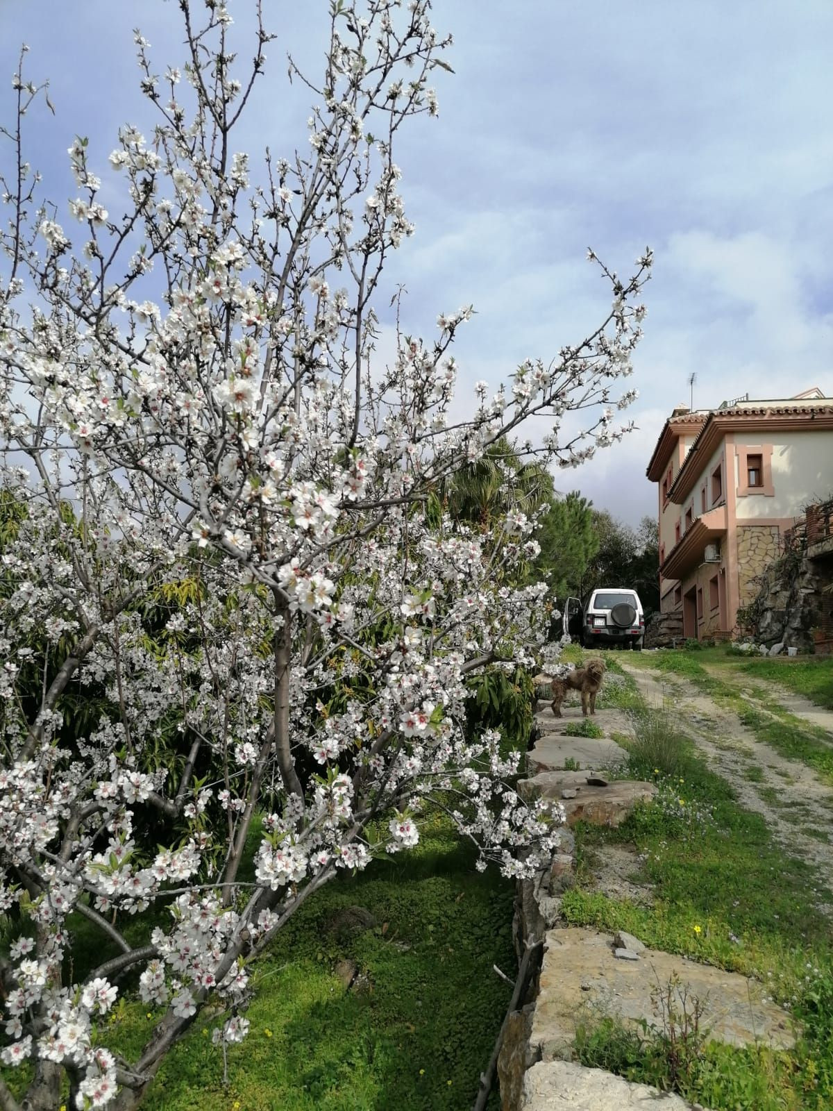 Vrijstaande Villa te koop in Selwo | 4 slaapkamers H4961548