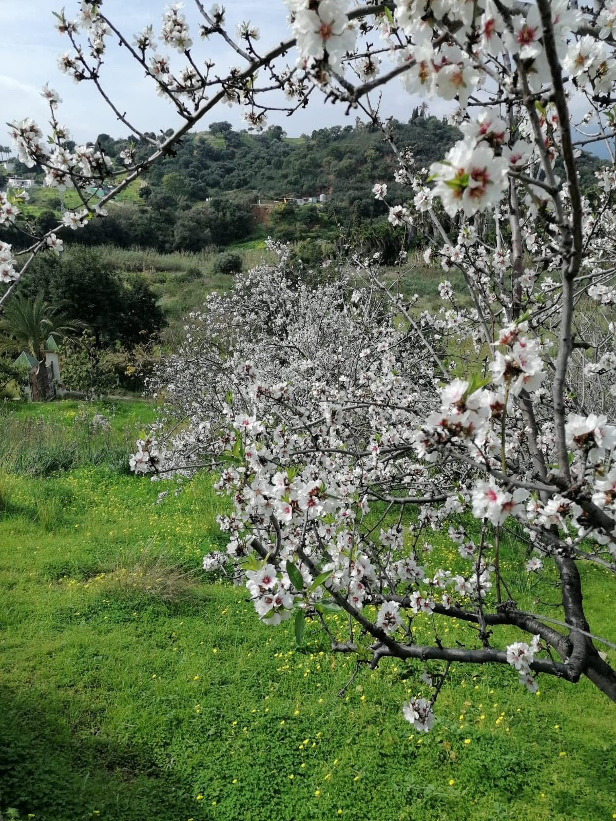 Vrijstaande Villa te koop in Selwo | 4 slaapkamers H4961548