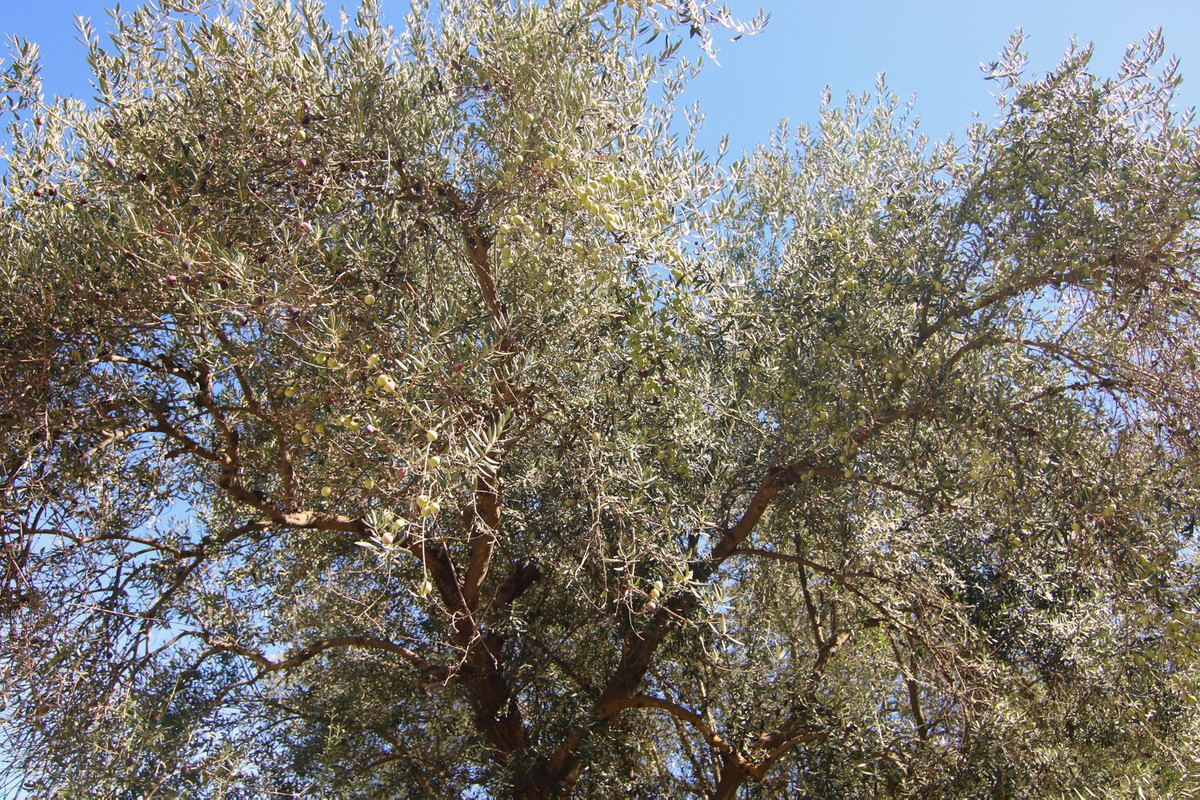 Finca - Cortijo te koop in Tolox | 2 slaapkamers H5191930